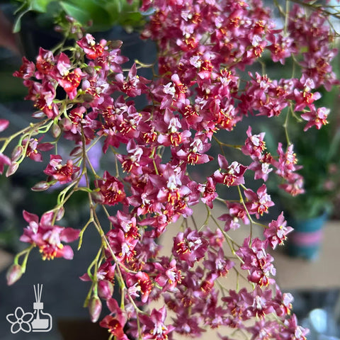 [Bare-root] #Twinkle# Onc. Misaki Twinkle 'CT-red fantasy' 夢香蘭滿堂紅 [Nov Preorder 25]