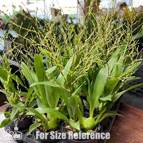 [Bare-root] #Twinkle# Onc. Misaki Twinkle 'CT-red fantasy' 夢香蘭滿堂紅 [Nov Preorder 25]