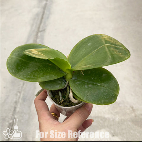 [Bare-root]Phal. Joy Spring Canary 'Orange' 金絲雀 '橘' [Nov Preorder]