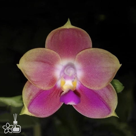 [Bare-root]Phal. Joy Spring Canary 'Orange' 金絲雀 '橘' [Nov Preorder]