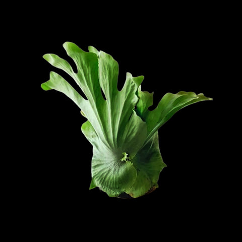 [Bare-root]Platy. wandae 女王鹿角 [Nov green 25]