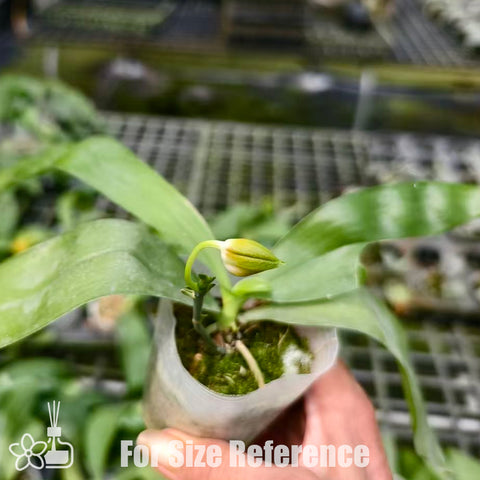 [Bare-root] Phal. venosa var 'green x yellow' 美樂沙 ’黃x綠‘ [Nov Preorder 25]