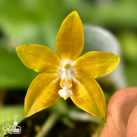 [Bare-root] Phal. venosa var 'green x yellow' 美樂沙 ’黃x綠‘ [Nov Preorder 25]