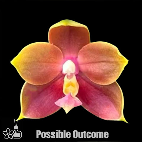 [Bare-root]Phal. Summer New Magic x Mituo Princess Blue [Nov Preorder 25]