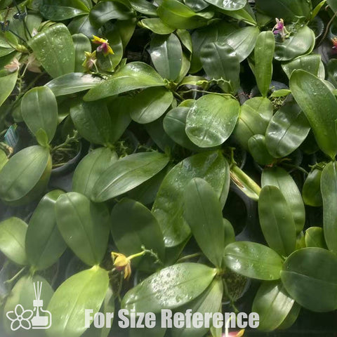 [Bare-root]Phal. Summer New Magic x Mituo Princess Blue [Nov Preorder 25]