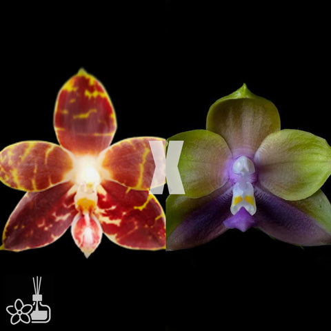 [Bare-root]Phal. Summer New Magic x Mituo Princess Blue [Nov Preorder 25]