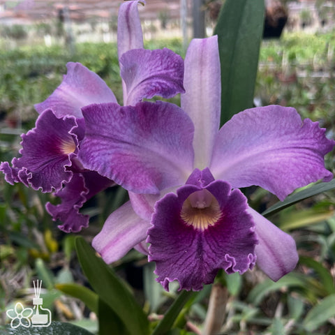 [Bare-root]Lc Canhamiana coerulea [Nov Cattleya]