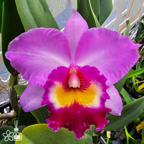 [Bare-root]Cattleya Tokyo Bay [Nov Cattleya]
