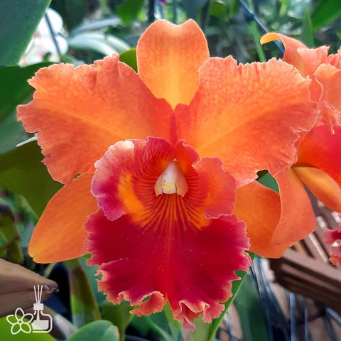 [Bare-root]Cattleya Miriam Suzuki Orange Crush [Nov Cattleya]