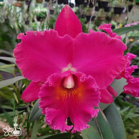 [Bare-root]Cattleya Village Chief Armani [Nov Cattleya]