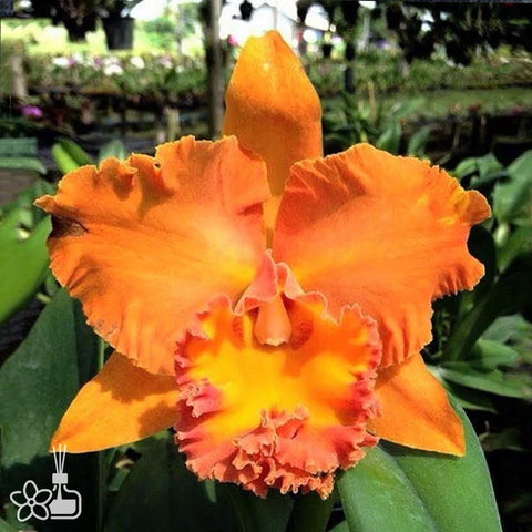 [Bare-root]Cattleya Suvarnabhumi Delight [Nov Cattleya]