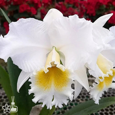 [Bare-root]Cattleya Nobile´s Weeding [Nov Cattleya]