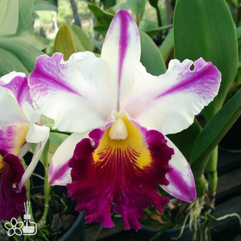 [Bare-root]Cattleya Ann Cleo Star and Stripe [Nov Cattleya]