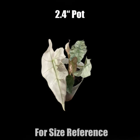 [Bare-root]Alocasia Amazonica 'Pink Polly Ghost'  [Nov Green 25]