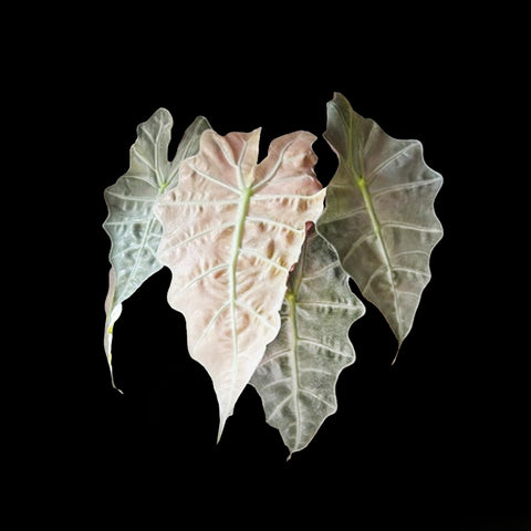 [Bare-root]Alocasia Amazonica 'Pink Polly Ghost'  [Nov Green 25]
