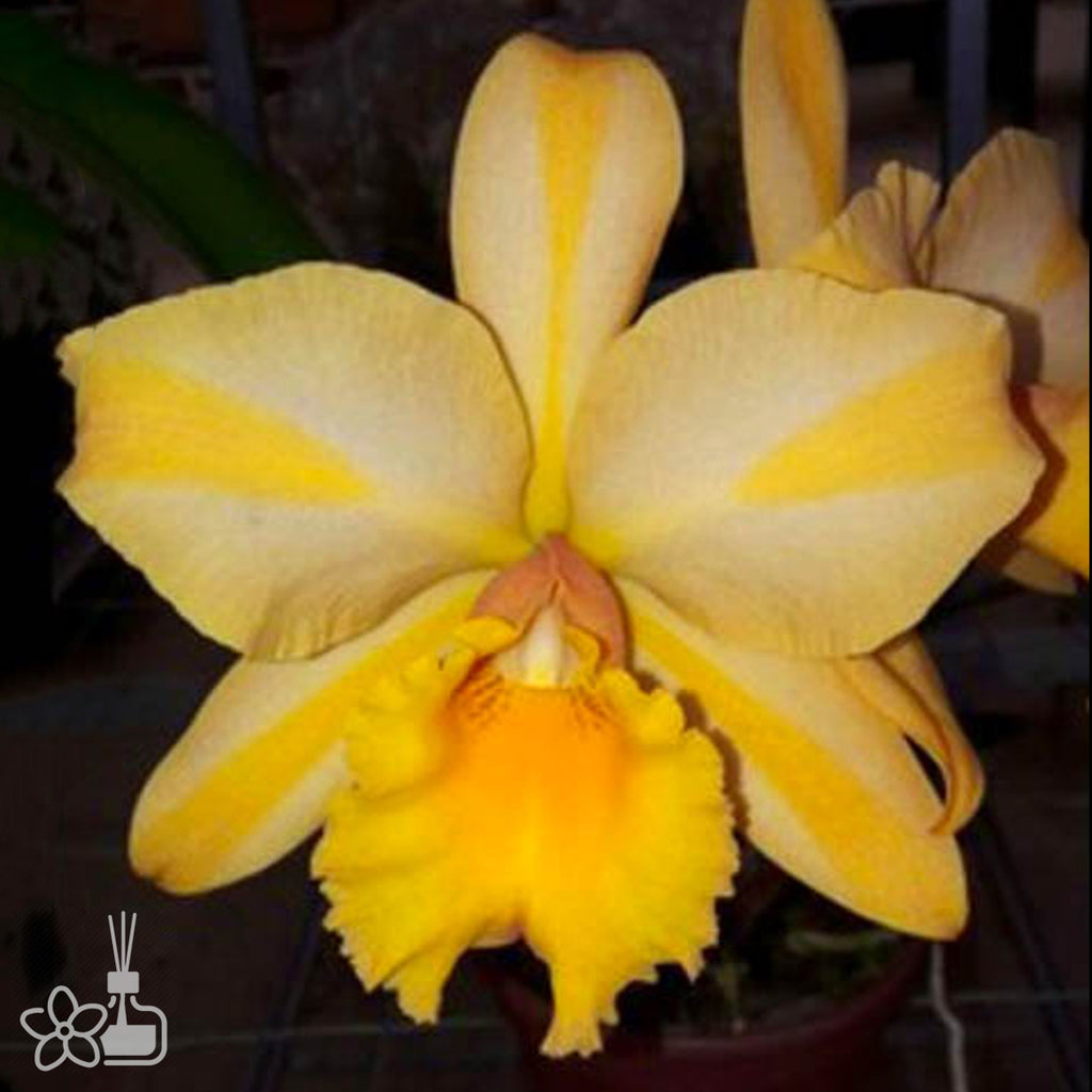 [Bare-root]Blc. Gisele Bundchen [Nov Cattleya] – Orchidmart