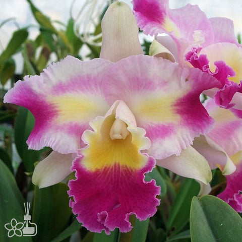 [Bare-root]Lc. Prisma Palete [Nov Cattleya]