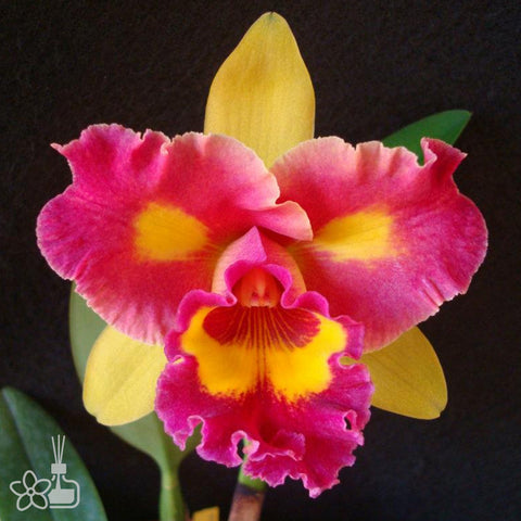 [Bare-root]Blc. Lygia Fagundes Telles [Nov Cattleya]