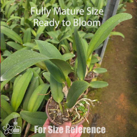 [Bare-root]Rlc. Tokyo Bay [Nov Cattleya]