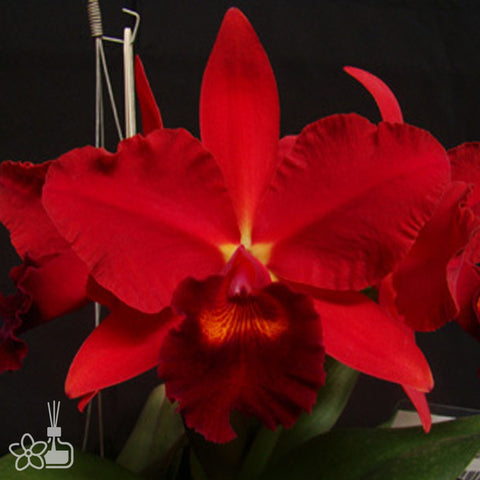 [Bare-root]Lc. Riff Red December 十二月紅 [Nov Cattleya]