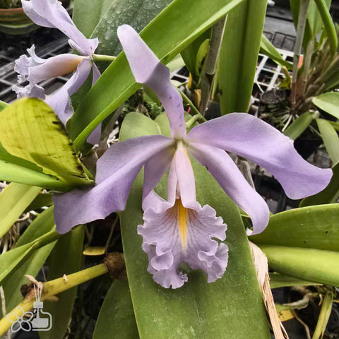 [Bare-root]Cattleya maxima coerulea x sib (blue king x royal blue) [Nov Special Preorder]