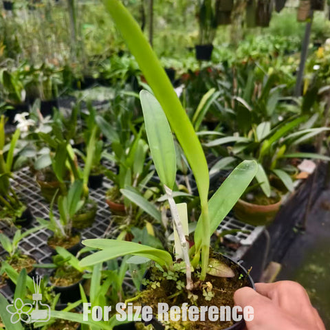 [Bare-root]Cattleya maxima coerulea x sib (blue king x royal blue) [Nov Special Preorder]