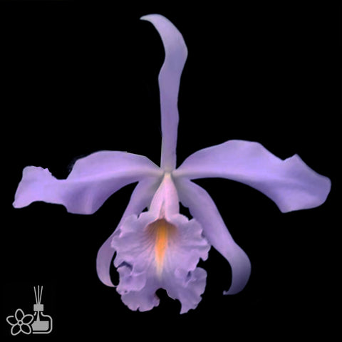 [Bare-root]Cattleya maxima coerulea x sib (blue king x royal blue) [Nov Special Preorder]