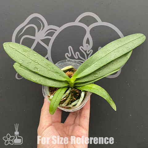 [Bare-root]Phal. Su's Glad Kid 'Blue' 蘇悅童“藍" [Nov Preorder]