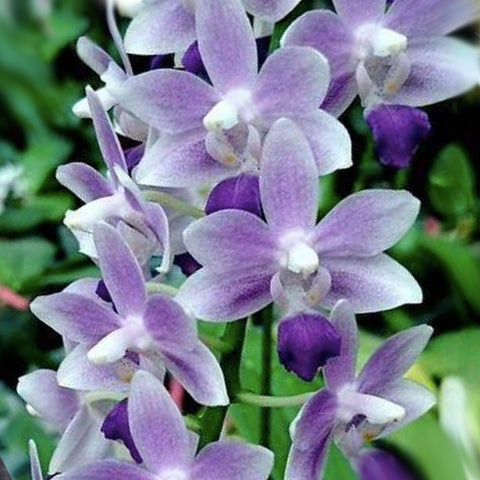 [Bare-root] Phal. Summer Rose 'Blue Star' 藍星 [Nov Preorder 25]