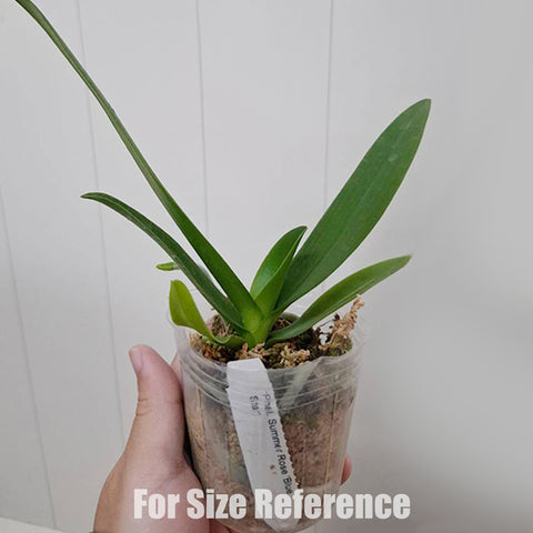 [Bare-root] Phal. Summer Rose 'Blue Star' 藍星 [Nov Preorder 25]