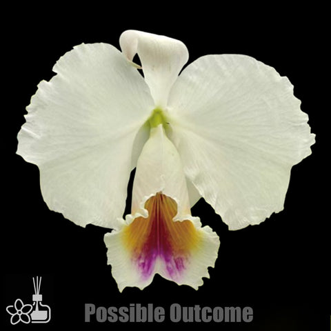 [Bare-root]Cattleya chocoensis xSib 巧克力 [Nov Preorder]