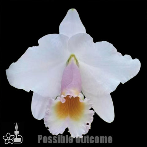 [Bare-root]Cattleya chocoensis xSib 巧克力 [Nov Preorder]