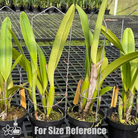 [Bare-root]Cattleya chocoensis xSib 巧克力 [Nov Preorder]