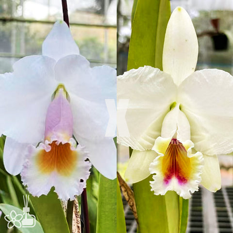 [Bare-root]Cattleya chocoensis xSib 巧克力 [Nov Preorder]