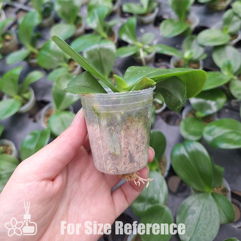 [Bare-root]Phal. Patti Lee 'So fragrant no friends' 香到沒朋友 [Nov Preorder]