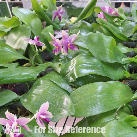 [Bare-root]Phal. bellina var. blue × tetraspis var. coffee [Nov Preorder]