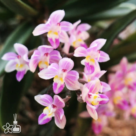 [Bare-root]Stereochilus brevirachis 短軸固唇蘭 [Wishlist]