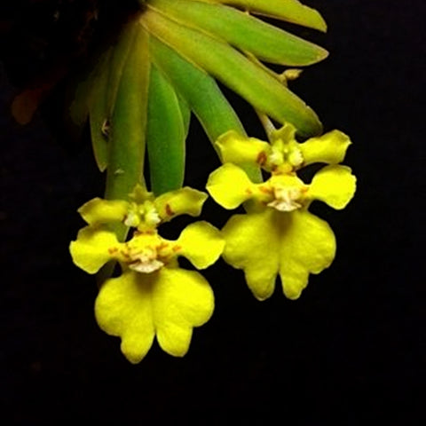 [Bare-root] Psygmorchis pusilla 扇葉文心 [Wishlist]