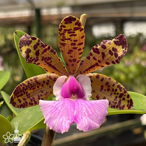 [Bare-root]Cattleya aclandiae aurea [Nov Cattleya]
