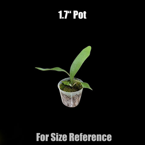 [Bare-root] Platy. 'Stella Aeterni' 永恆之星 [Nov green 25]