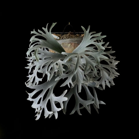 [Bare-root] Platy. 'Stella Aeterni' 永恆之星 [Nov green 25]