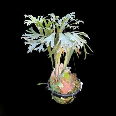 [Bare-root] Platy. bifurcatum cv. 'Popcorn' 爆米花鹿角蕨 [Nov green 25]