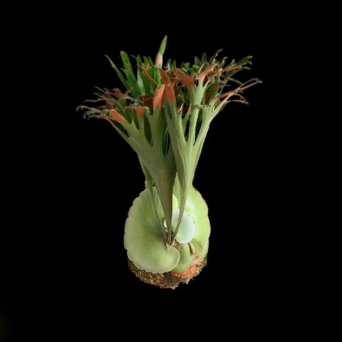 [Bare-root] Platy. bifurcatum cv. 'Popcorn' 爆米花鹿角蕨 [Nov green 25]