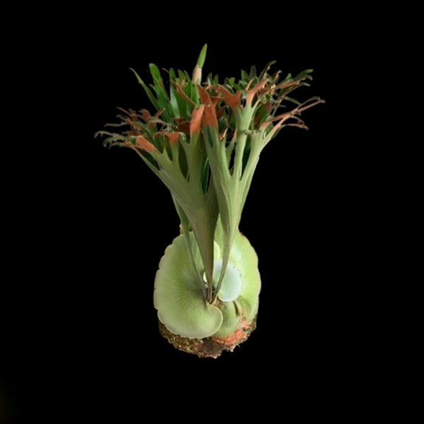 k304_600x600_crop_center.jpg?v