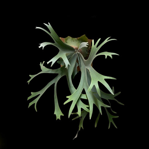 [Bare-root] Platy. willinckii Smurf 藍色小精靈 [Nov green 25]