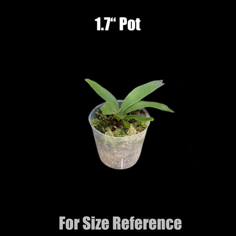 [Bare-root] Platy. willinckii Smurf 藍色小精靈 [Nov green 25]