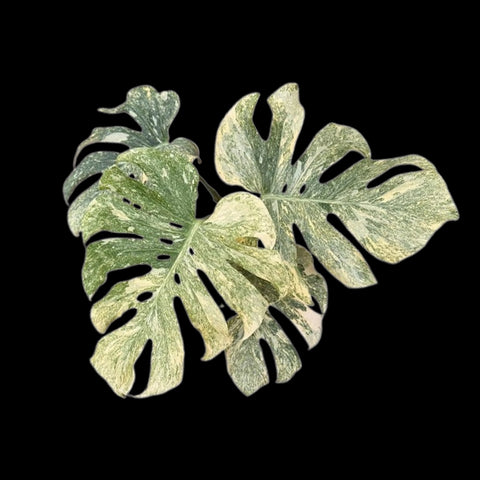 [Bare-root] Monstera Legency TC [Wishlist]