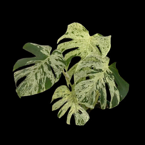 [Bare-root] Monstera Bulbasaur TC [Wishlist]