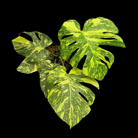 [Bare-root] Monstera Lemon Electro Light  TC [Wishlist]
