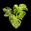[Bare-root] Monstera Lemon Electro Light  TC [Wishlist]